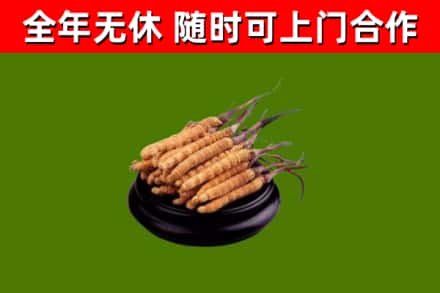 淮南回收散虫草