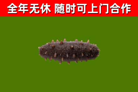 淮南回收海参干